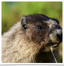 Marmot - Chewing Marmot - Chewing